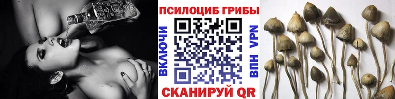 Псилоцибиновые грибы Cubensis Саяногорск